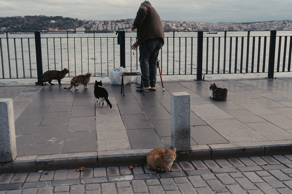 A man fishing at a railing with five cats around him.