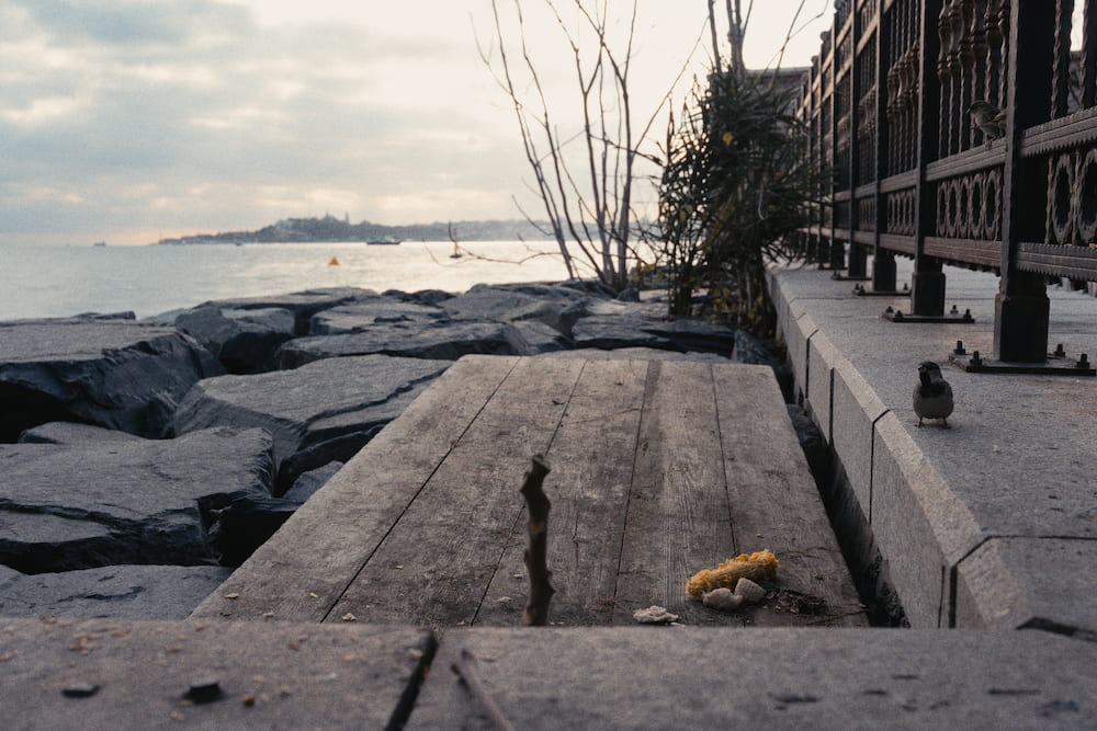 Food scraps on a wooden plank above rocks by the water, a sparrow on the wall.