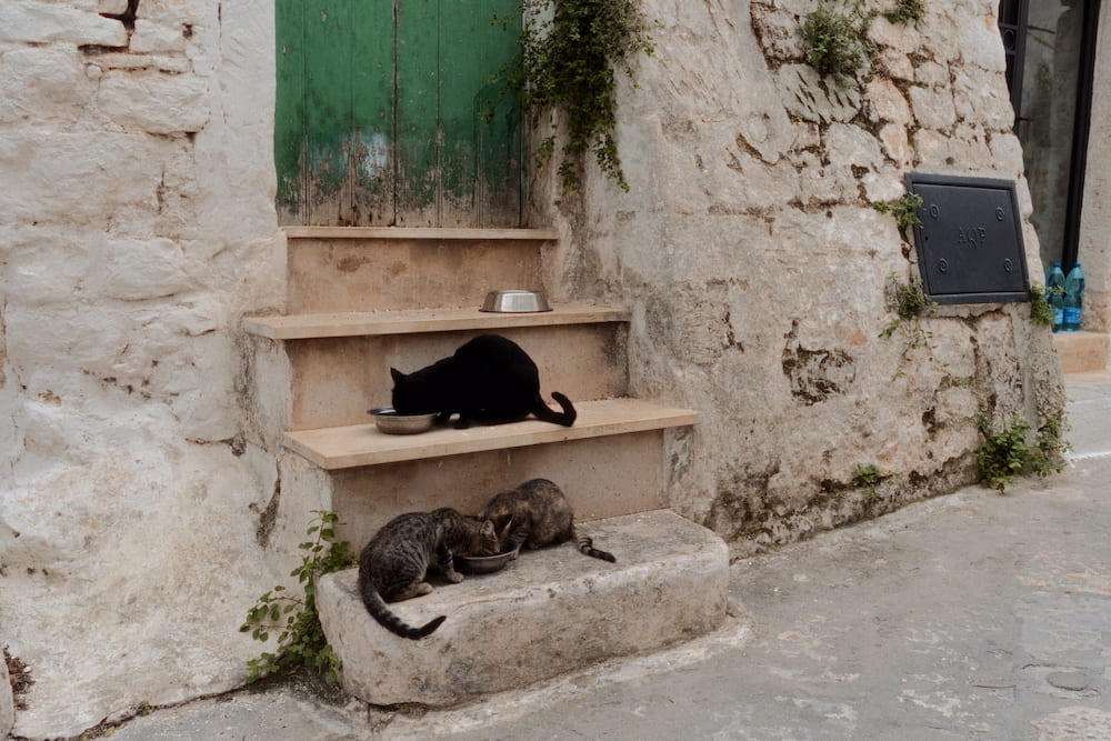 Three cats eating from metal bowls on stone steps below a faded green door