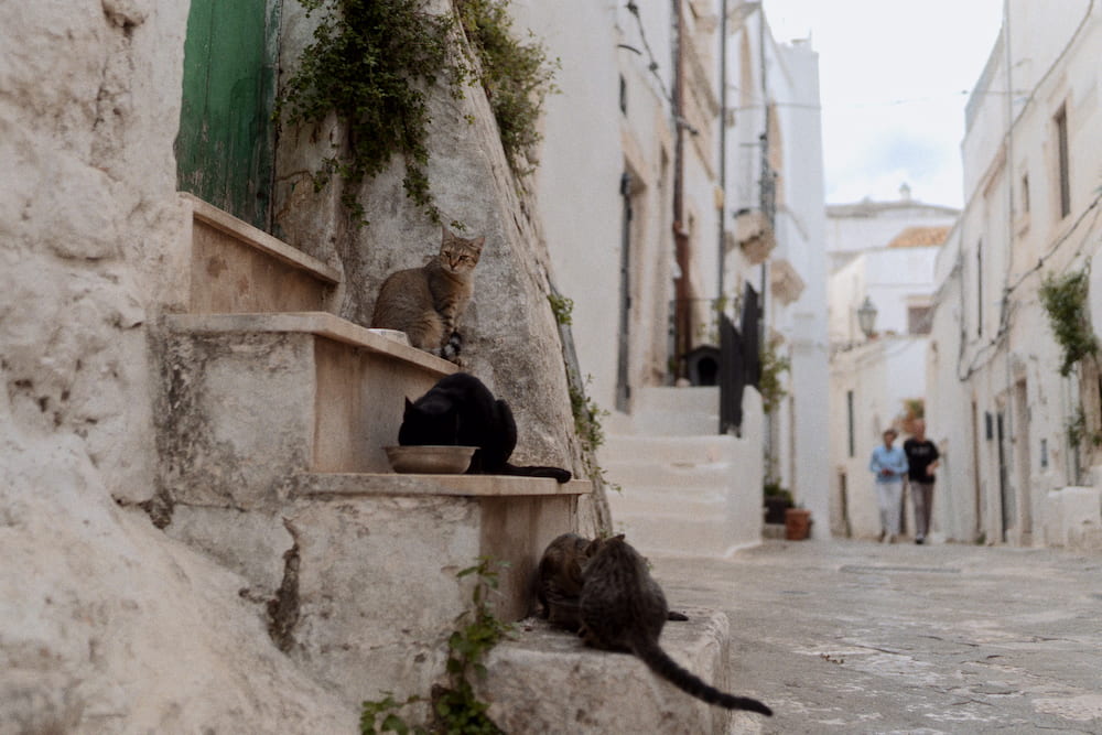 Cats on stone steps beside a whitewashed lane, with two people walking in the distance