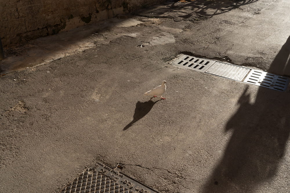 White pigeon casting a long shadow on an asphalt street beside drain covers