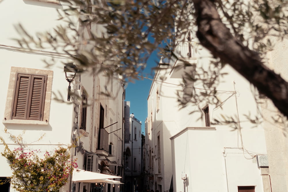 Whitewashed lane with brown shutters and bougainvillea, framed by olive branches against a blue sky