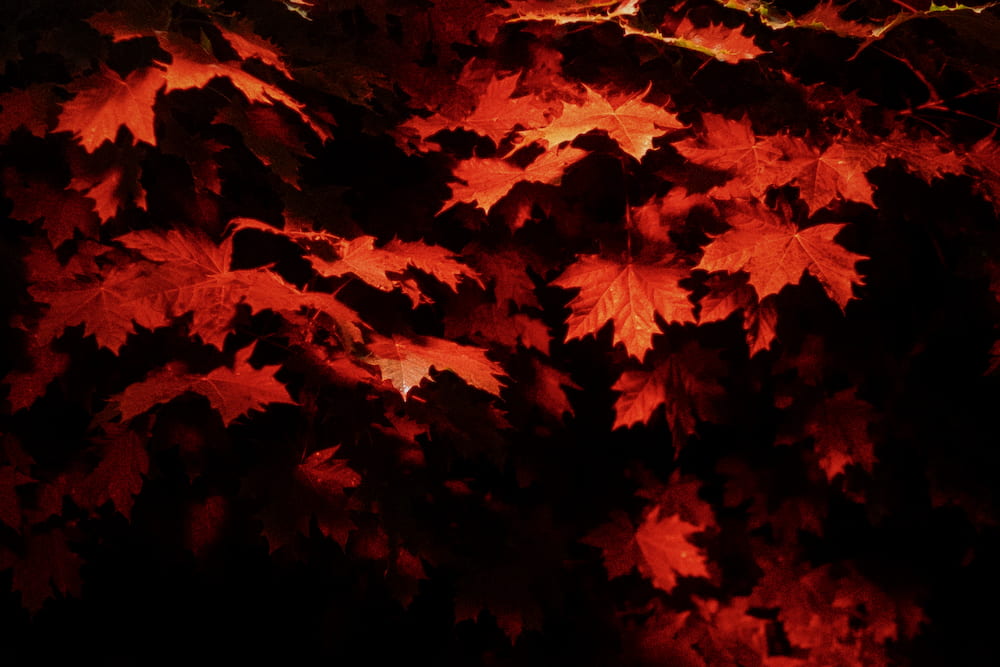 Red maple leaves lit against black
