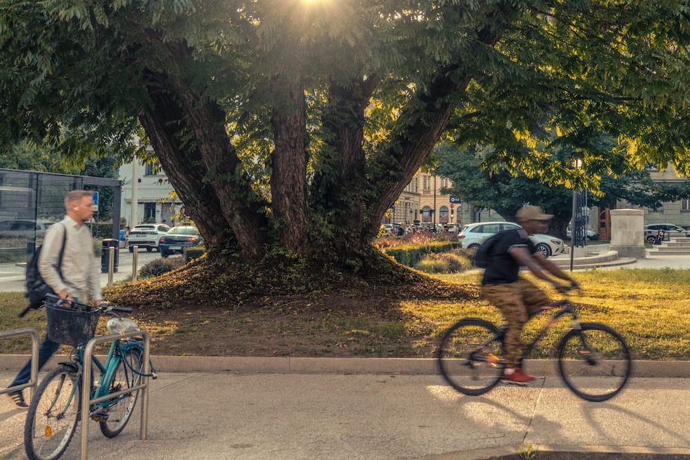 Two people cycling past a large tree in low sun
