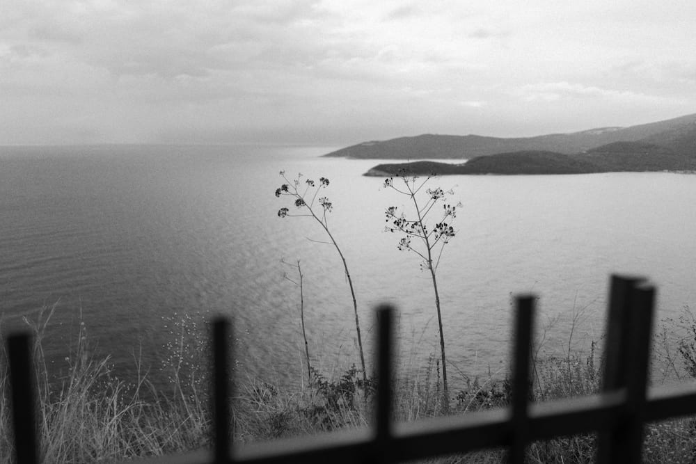 Black and white: dry plants and a fence in front of the sea and an island.