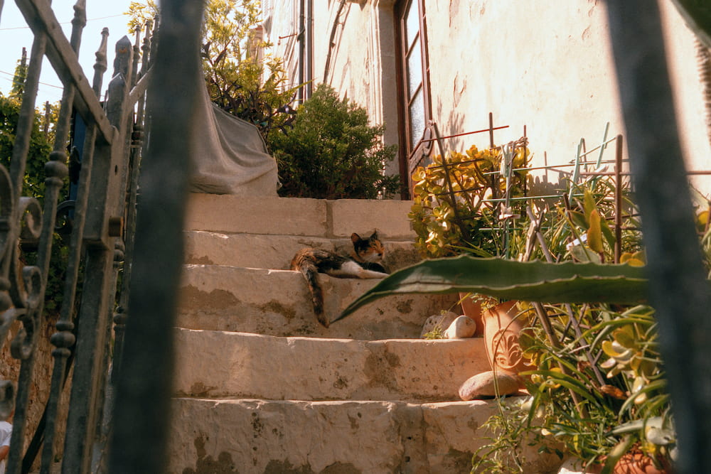 Stone steps with plants, seen through a gate.