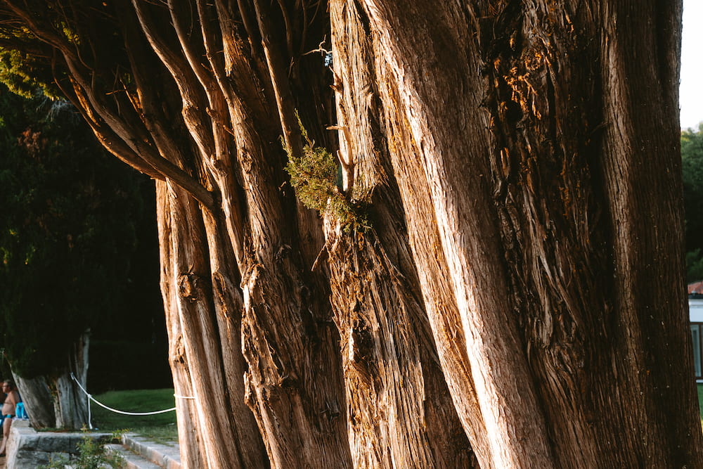 Old cypress trunks along a wall, close.