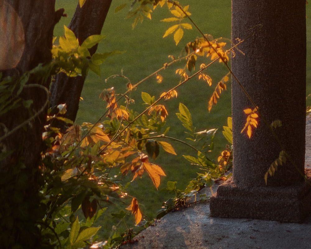 Orange vine leaves in front of a stone column and a lawn.