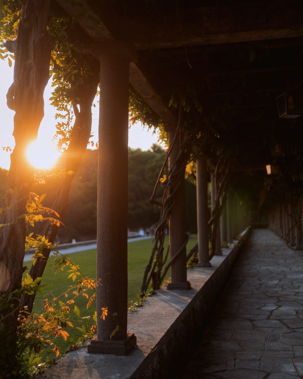 The low sun through a vine-covered pergola with stone columns.