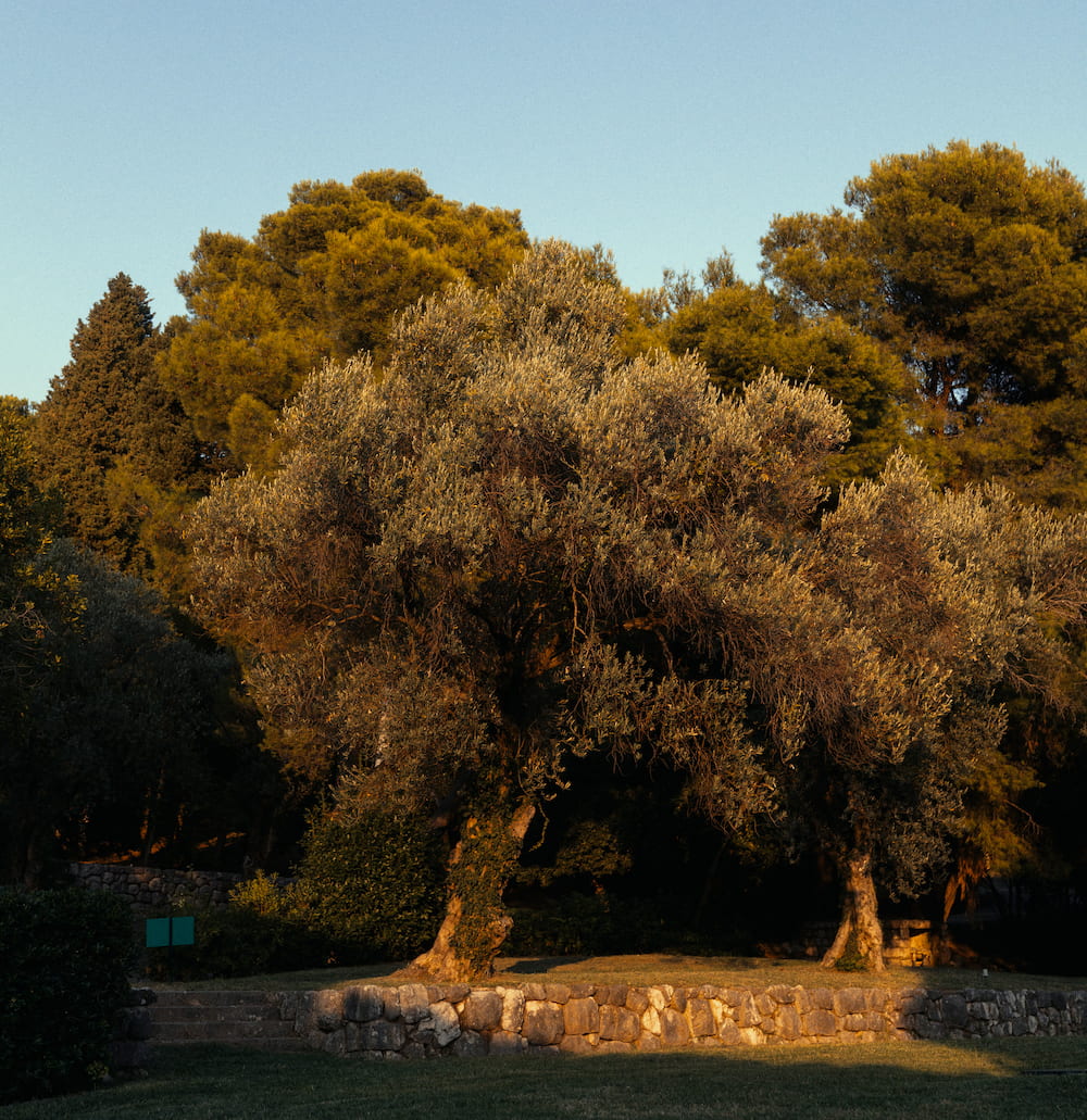 An old olive tree in evening light.