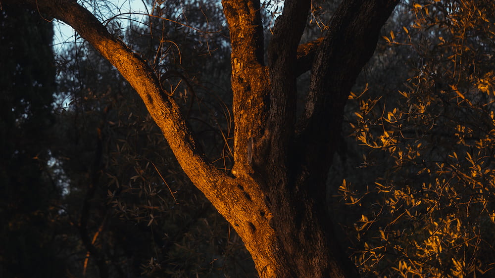 A curved olive branch lit by the low sun.