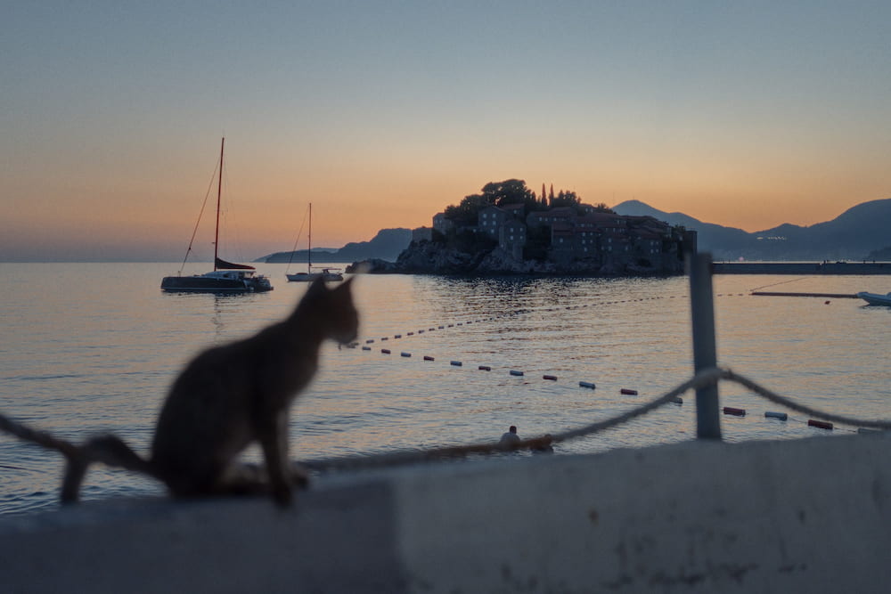 A cat on a wall in front of the sea at dusk, Sveti Stefan behind