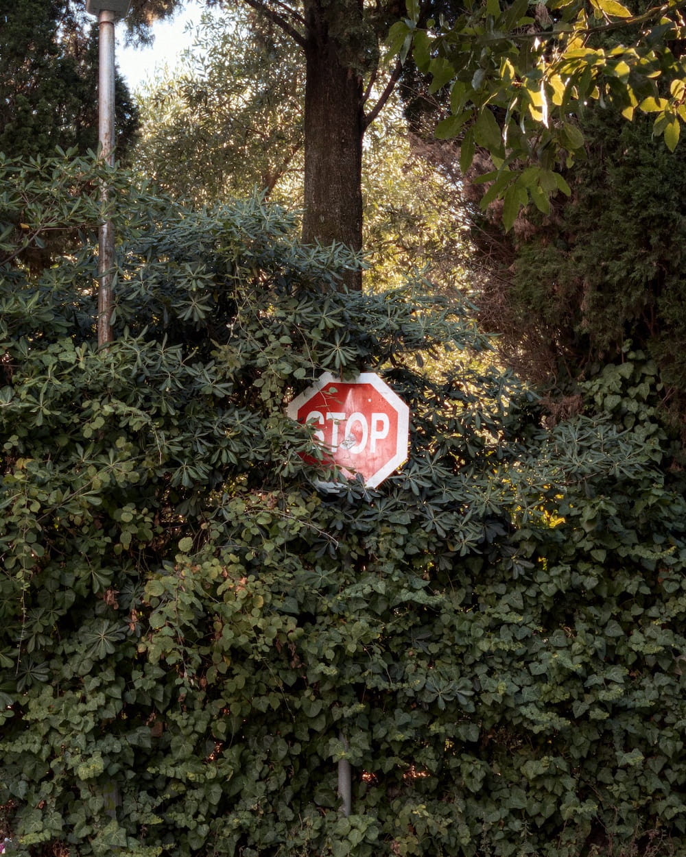 A stop sign half swallowed by a hedge