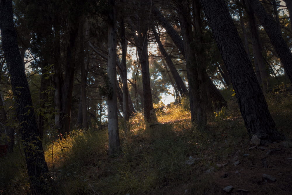 Pine trunks on a dark slope, sun on the grass