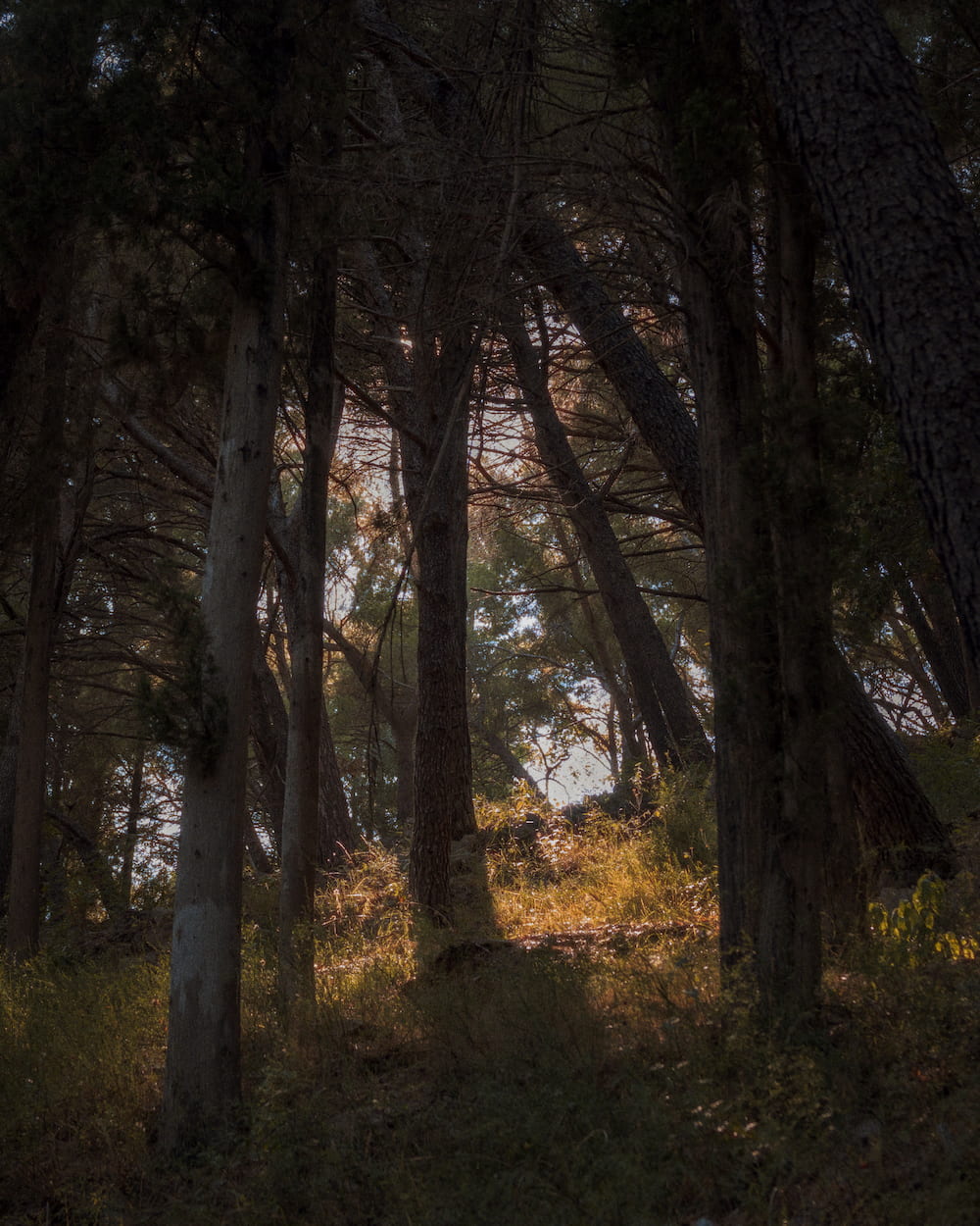 Light falling between pine trunks
