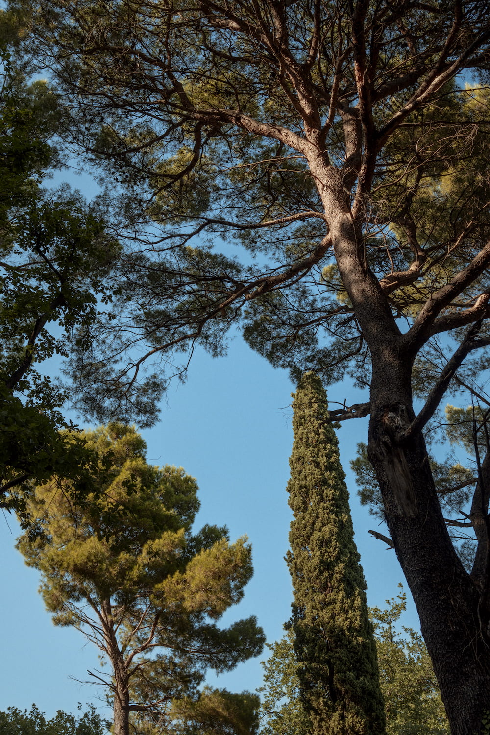 Looking up at a pine and a cypress
