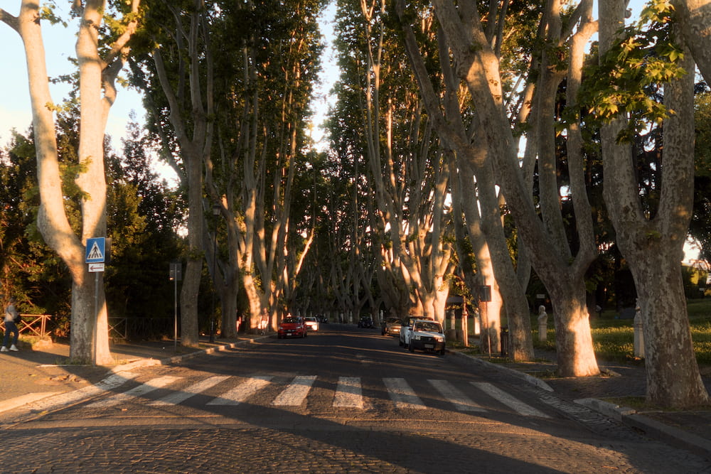 A road under an avenue of plane trees in evening light.