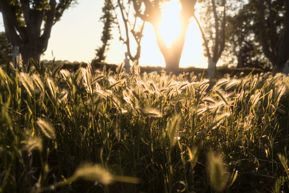 Tall grass lit from behind by the low sun, trees beyond.