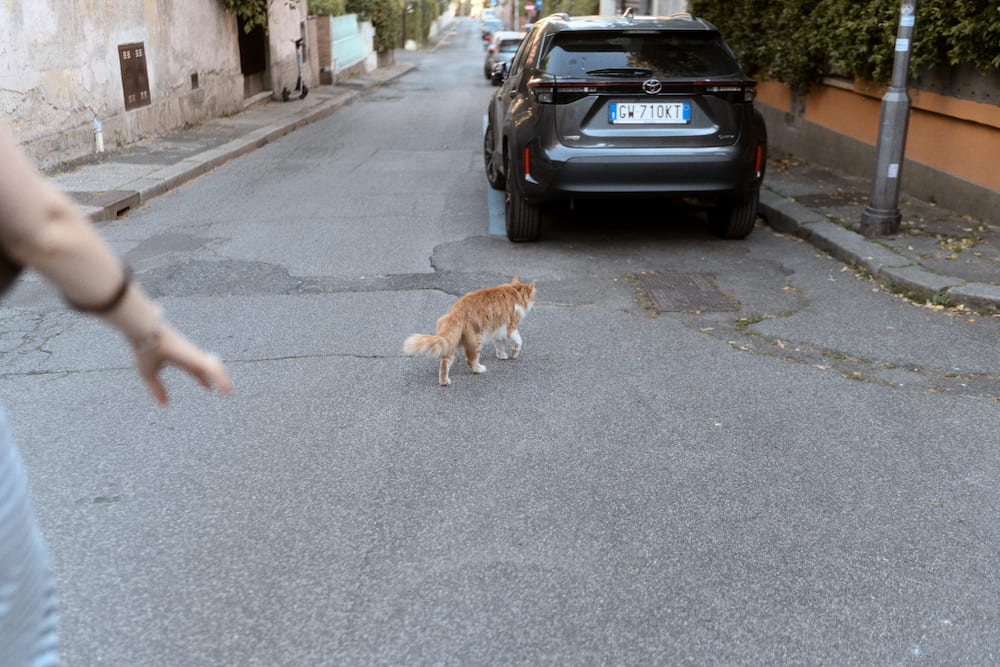 A hand reaching toward a ginger cat crossing a street, a parked car.
