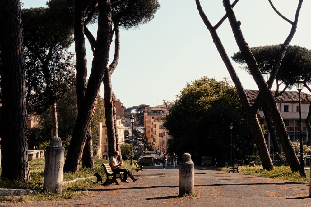Umbrella pines over a path with benches, buildings behind.