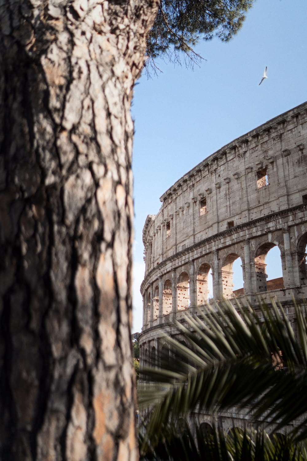 A pine trunk, the Colosseum and a palm behind it.