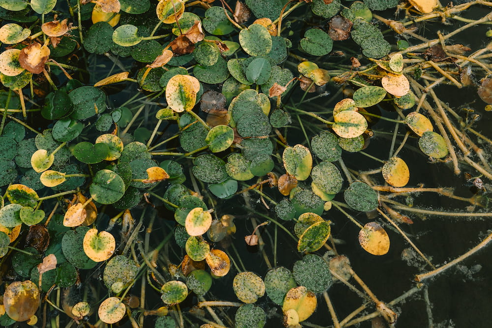 Small round floating leaves, green and yellow, on dark water among thin stems